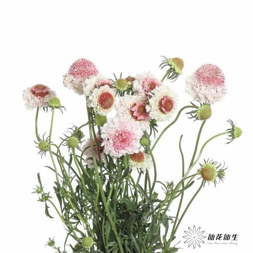 配花 | 松虫草草莓芍 商品图1
