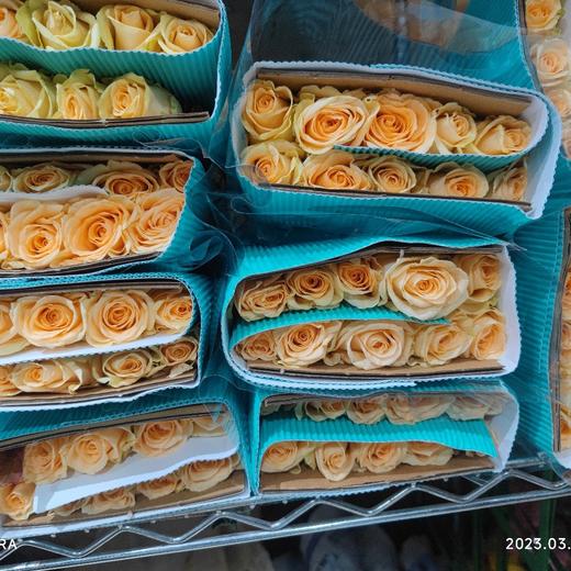 隆鑫香槟 商品图0