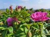 玫瑰鲜花饼，自种玫瑰园，玫瑰花通过200多项农残检测，善地善行 商品缩略图2
