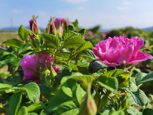 玫瑰鲜花饼，自种玫瑰园，玫瑰花通过200多项农残检测，善地善行 商品图2