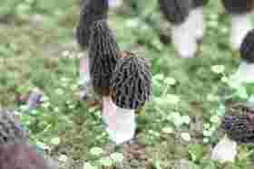 高山头茬羊肚菌（深山生态种植，自然烘干+晒干，个体大小10cm+)