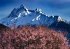 （越野车）春色藏美旅行：西藏江南-林芝、波密桃花雪山、墨脱+藏北江南-尼屋乡桃花12天 商品缩略图4