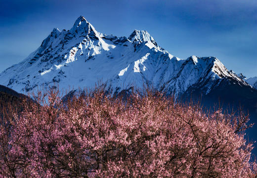 （越野车）春色藏美旅行：西藏江南-林芝、波密桃花雪山、墨脱+藏北江南-尼屋乡桃花12天 商品图4