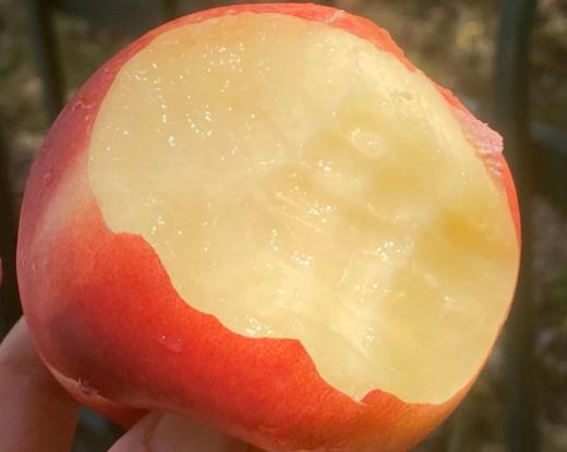 澳洲黄肉水蜜桃  |  🌹今天到的澳洲水蜜桃大果子，软硬皆宜，硬果脆甜有韧劲，软了之后吃起来口感绝佳，蜜糯柔，水分足，细腻到入口即化，悠悠回味～🍑😋😋♥️ 商品图3