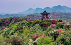 魅力贵州：黔西羊皮洞、毕节百里杜鹃、安顺滴水瀑布、石林秘境、乌蒙山草原8天