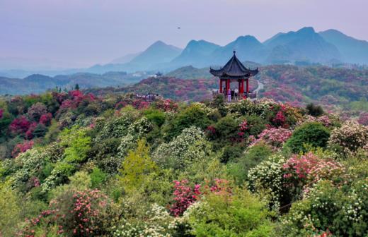 魅力贵州：黔西羊皮洞、毕节百里杜鹃、安顺滴水瀑布、石林秘境、乌蒙山草原8天 商品图0