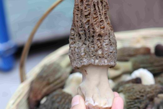 高山头茬羊肚菌（深山生态种植，自然烘干+晒干，个体大小10cm+) 商品图1