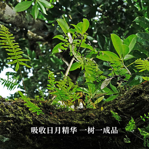 春茶预售【冰岛南迫单株】茶农联合出品保证每一片叶子都来自核心产区每箱净含量：500克，送礼收藏更具价值 商品图1