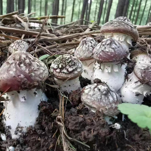 周五送，优质赤松茸，被人们称为“人间仙草”还含有人体必需的多种矿物质如磷、钙、铁、镁等。其中维生素PP的含量是甘蓝、西红柿、黄瓜的10倍，肉质鲜美，嫩滑、爽脆、口感好！2.5斤/箱 商品图2