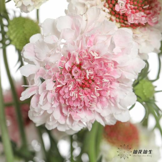 配花 | 松虫草草莓芍 商品图2