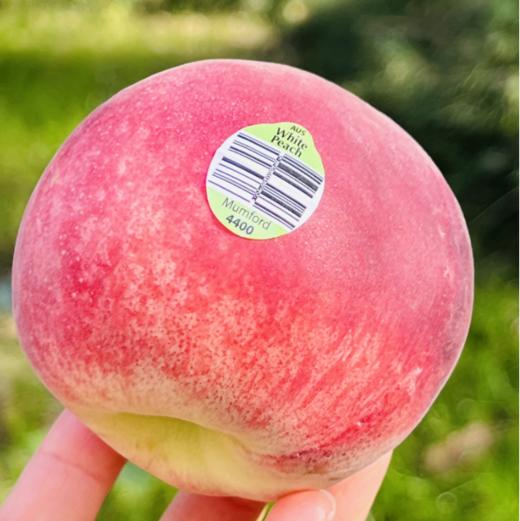 澳洲黄肉水蜜桃  |  🌹今天到的澳洲水蜜桃大果子，软硬皆宜，硬果脆甜有韧劲，软了之后吃起来口感绝佳，蜜糯柔，水分足，细腻到入口即化，悠悠回味～🍑😋😋♥️ 商品图4