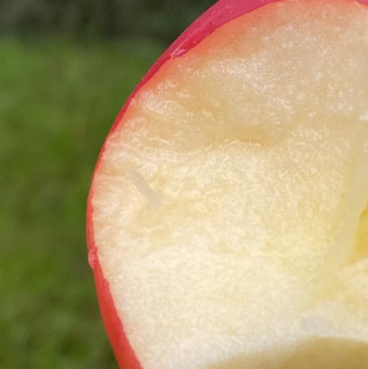 新西兰Posy小花苹果迷你果  |  我是一朵小花，来自纯净原野的清新小花，天然有机生长，红扑扑的自然果色，味道清新纯真，大自然馈赠的淳朴清香！ 商品图3