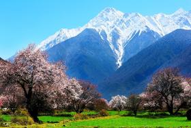 （越野车）春色藏美旅行：西藏江南-林芝、波密桃花雪山、墨脱+藏北江南-尼屋乡桃花12天