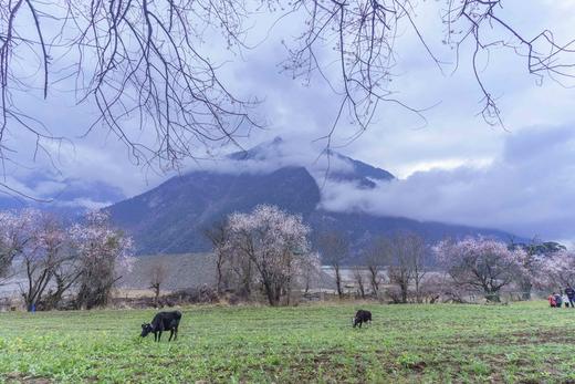 山南藏地秘境（越野车）：西藏林芝、雅鲁藏布江、南迦巴瓦峰、山南措美、  岗布冰川12天 商品图3