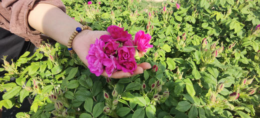 玫瑰鲜花饼，自种玫瑰园，玫瑰花通过200多项农残检测，善地善行 商品图3