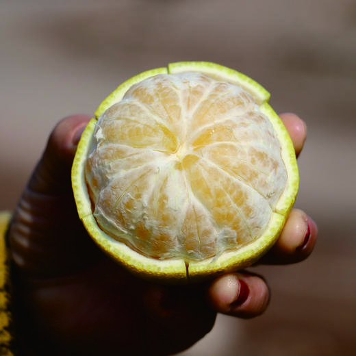 【顺丰包邮，➕保温】香甜多汁来袭！！！黄金贡柚，可手剥、清香脆甜、果肉细嫩、肉无渣！基地直邮 商品图1