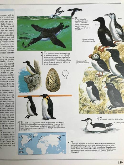 鸟类综合图解指南 600幅彩色插图 精装大16开 商品图5