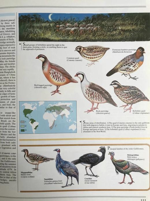 鸟类综合图解指南 600幅彩色插图 精装大16开 商品图9