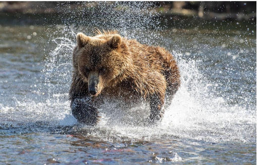 【连住三晚库页湖中心营地】野性勘察加半岛、棕熊捕鱼、火山地貌、海参威11天摄影团 商品图2