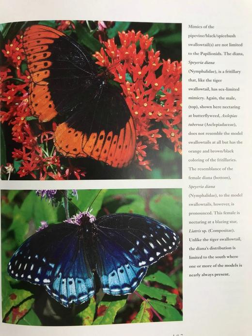 蝴蝶的世界 数百幅彩色插图 平装16开 商品图14