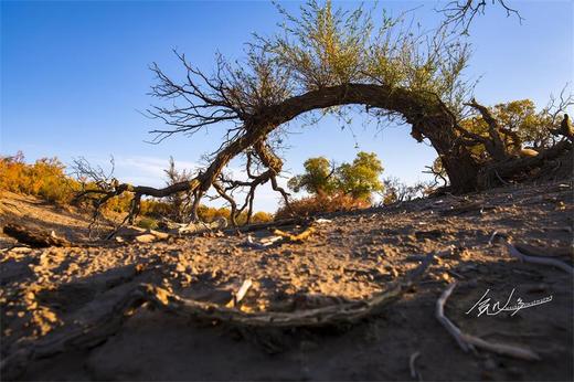 （越野车）新疆10天|罗布泊大海道无人区航拍 + 哈密胡杨林+库木塔格沙漠摄影探险游 商品图13