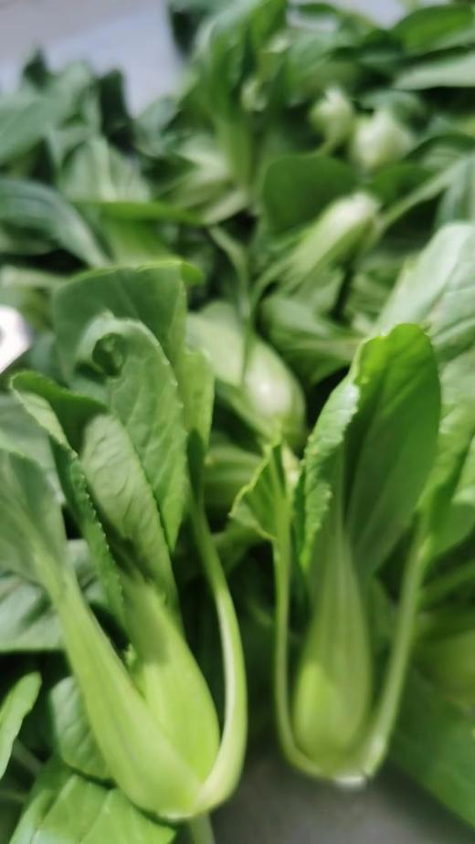 鸿翠园 有机油菜 商品图2