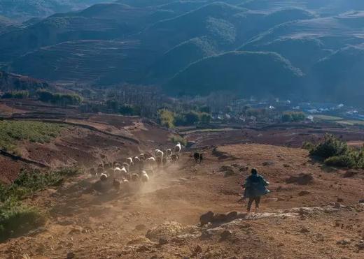 大凉山索玛花海7天：西昌邛海、美姑螺髻山、万亩索玛花、古里大峡谷、彝乡风情 商品图3