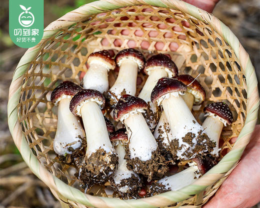 古田新鲜赤松茸/1箱（900g±50g） 商品图1