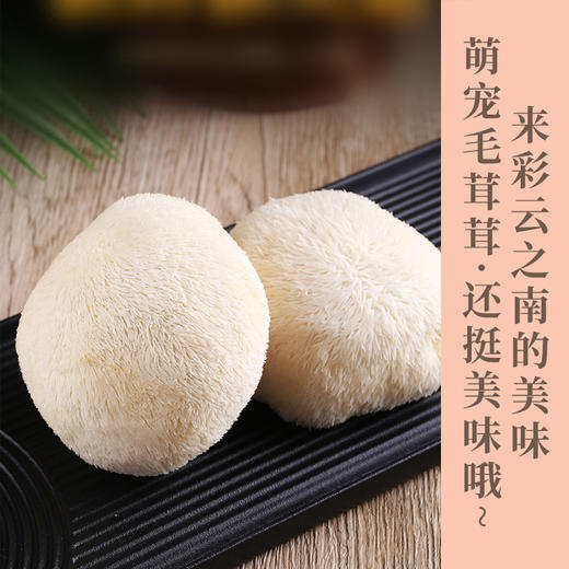 新鲜猴头菇是中国八大“山珍”之一 自古就有“山珍猴头，海味燕窝”之说，与熊掌、海参和鲨鱼翅并列为四大名菜  肉嫩味香，鲜美可口，营养丰富，色、香、味上乘。顺丰包邮 商品图0