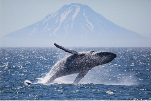 【连住三晚库页湖中心营地】野性勘察加半岛、棕熊捕鱼、火山地貌、海参威11天摄影团 商品图9