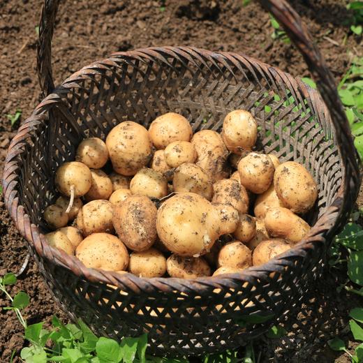 聼瀑崖 湖北硒都恩施小土豆含硒黄心马铃薯 2.5kg/盒 商品图2