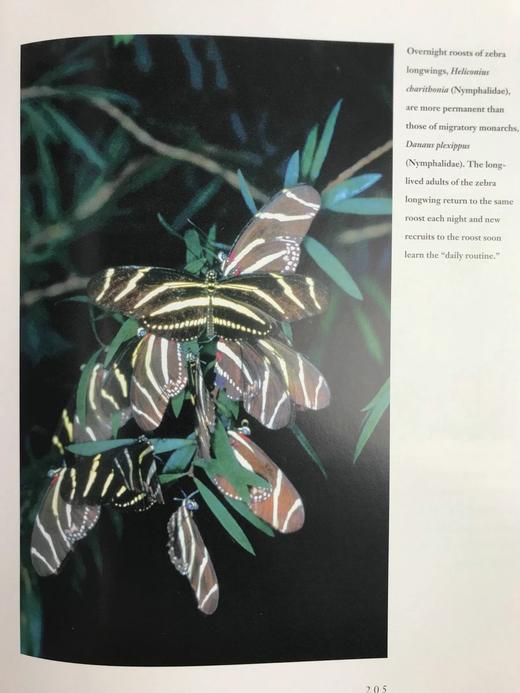 蝴蝶的世界 数百幅彩色插图 平装16开 商品图8