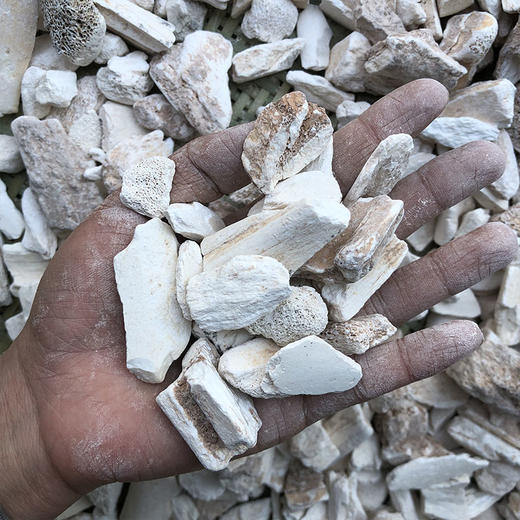 龙骨  生小龙骨颗粒   粘牙 商品图2