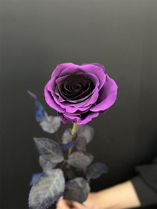 厄瓜多尔染色VIOLET AMETHYST紫罗兰10支 商品图5