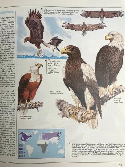 鸟类综合图解指南 600幅彩色插图 精装大16开 商品图10