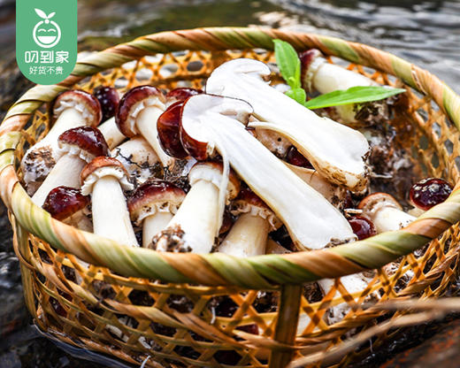 古田新鲜赤松茸/1箱（900g±50g） 商品图3