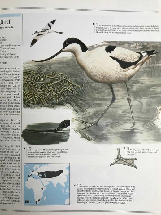鸟类综合图解指南 600幅彩色插图 精装大16开 商品图6