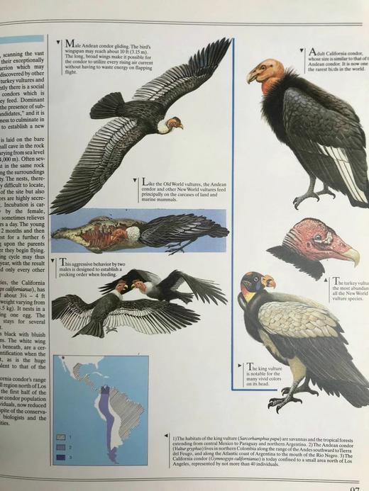 鸟类综合图解指南 600幅彩色插图 精装大16开 商品图11