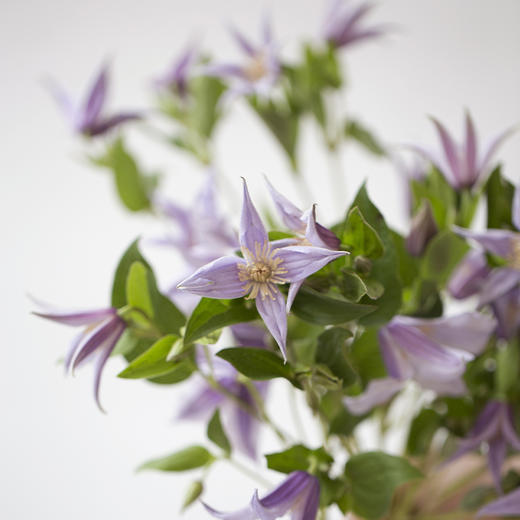 「单品花材」铁线莲 商品图1