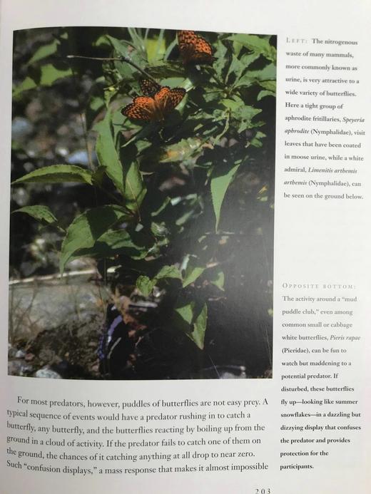 蝴蝶的世界 数百幅彩色插图 平装16开 商品图9