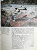 富士山阴下：日本野生动物 约200幅插图 精装16开 商品缩略图7