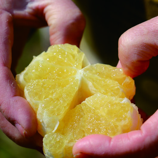 【顺丰包邮，➕保温】香甜多汁来袭！！！黄金贡柚，可手剥、清香脆甜、果肉细嫩、肉无渣！基地直邮 商品图0