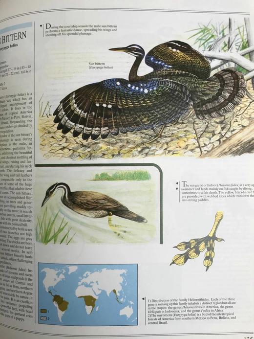 鸟类综合图解指南 600幅彩色插图 精装大16开 商品图7