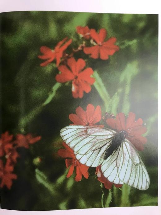 蝴蝶的世界 数百幅彩色插图 平装16开 商品图13