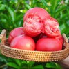泾阳普罗旺斯水果西红柿  约4.5~5斤 商品缩略图1