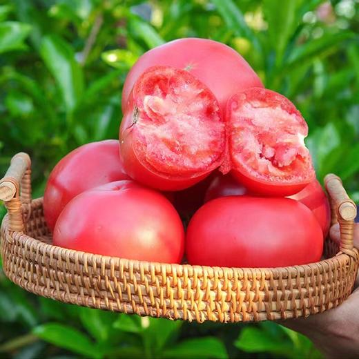 泾阳普罗旺斯水果西红柿  约4.5~5斤 商品图1