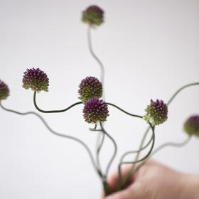 「单品花材」葱花