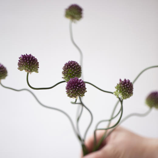 「单品花材」葱花 商品图0