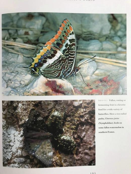 蝴蝶的世界 数百幅彩色插图 平装16开 商品图12