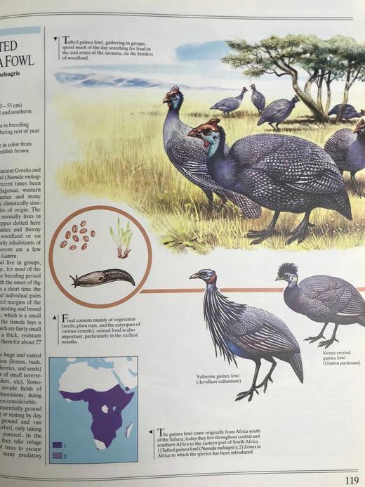 鸟类综合图解指南 600幅彩色插图 精装大16开 商品图8